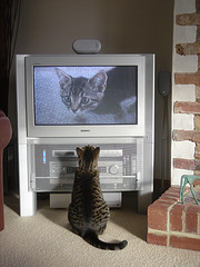 cat_tv.jpg